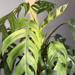 Epipremnum pinnatum ‘Baltic blue’, Baltic blue pothos, spraudenis