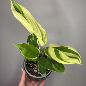 Maranta Arundinacea variegata
