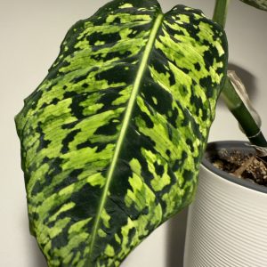 Dieffenbachia reflector