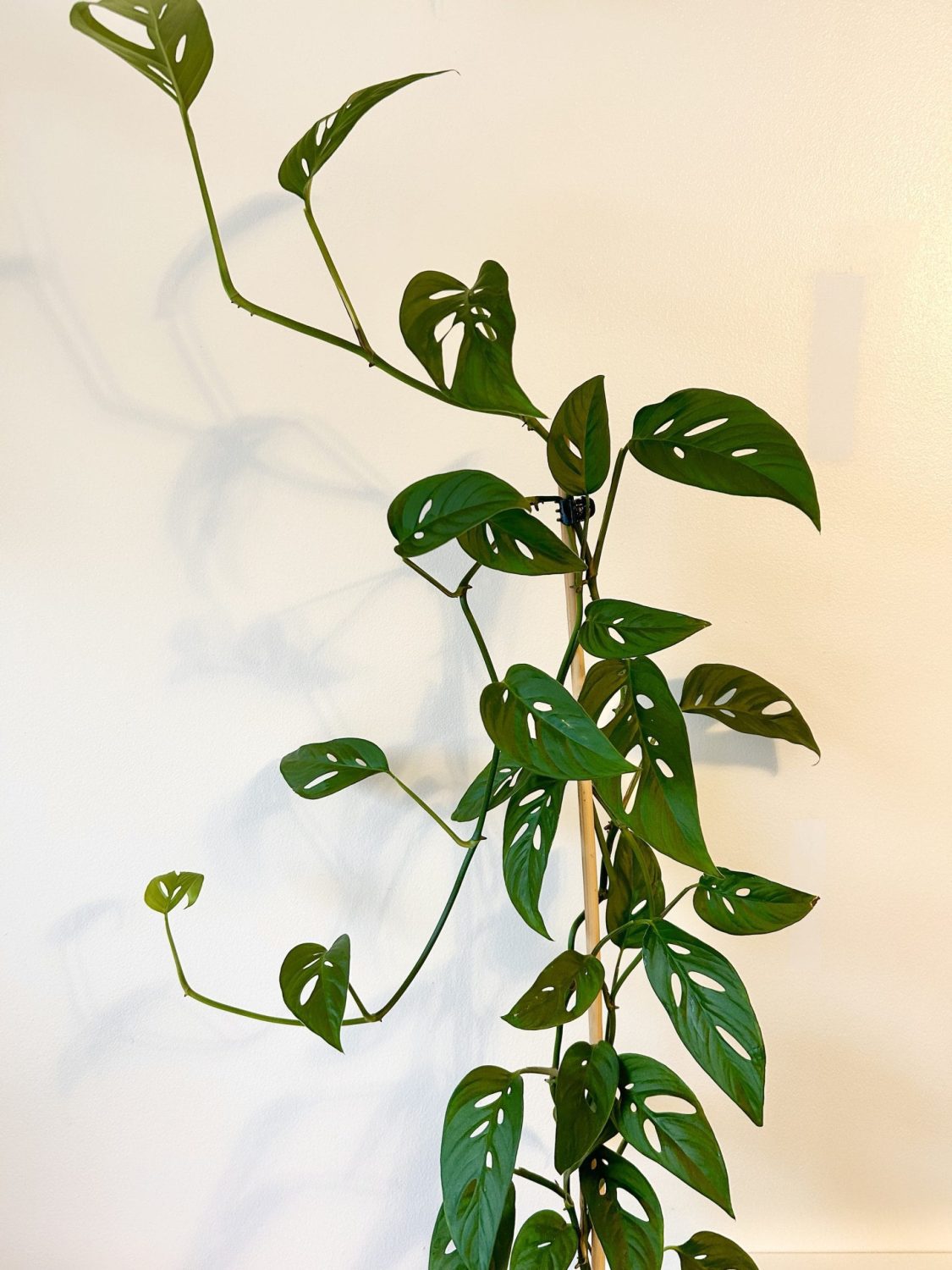Monstera ssp. Laniata aka Monstera adansonii narrow form - Image 3
