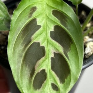 Maranta Depressa E.Morren aka Repens, Mini maranta