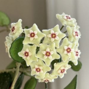 Hoya "Mathilde"