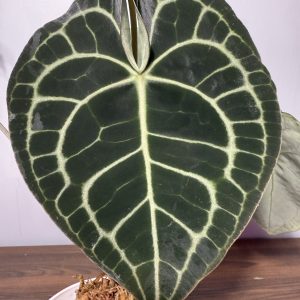Anthurium Clarinervium