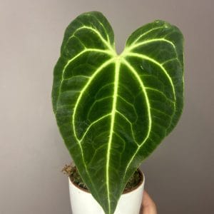 Anthurium ‘Regale’