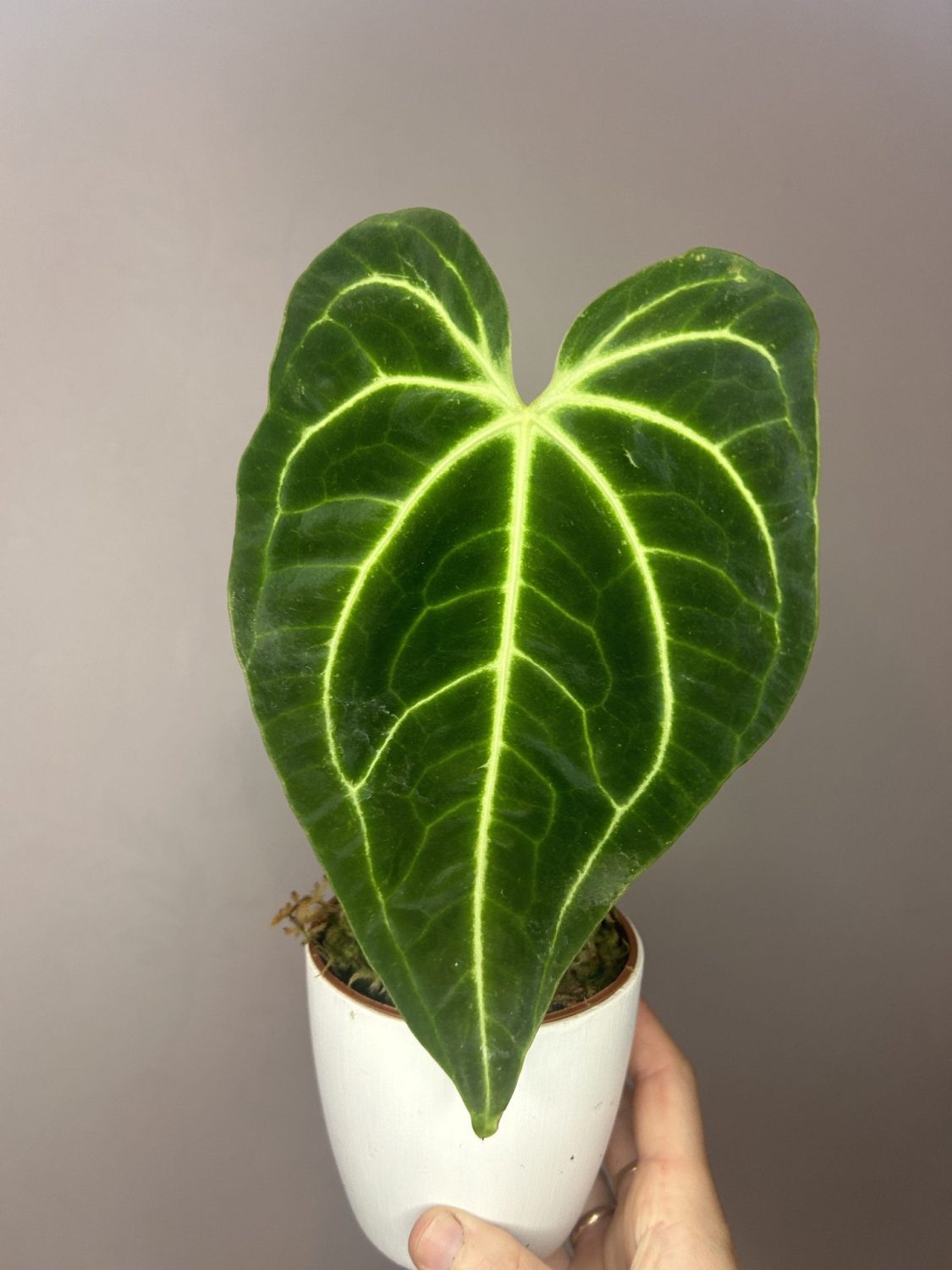 Anthurium ‘Regale’