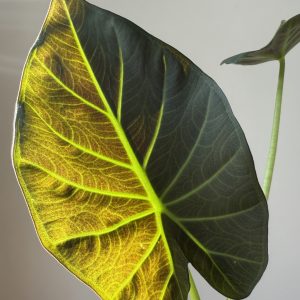 Alocasia ‘Regal shield’