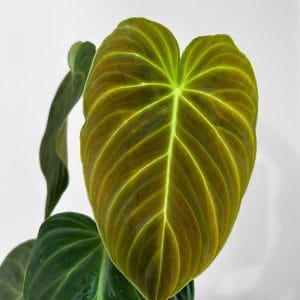 Philodendron 'Splendid'