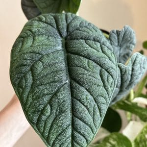 Alocasia Melo
