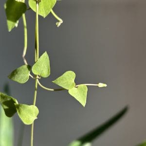 Ceropegia Total green