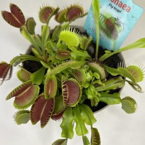 Dionaea muscipula