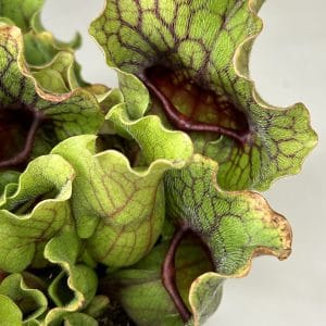 Sarracenia purpurea "Montana"
