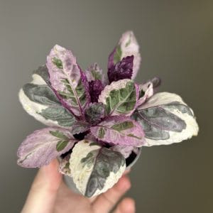 Hemigraphis alternata 'Snow white'