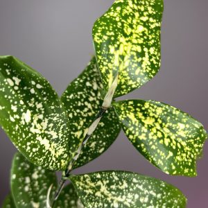 Dracaena surculosa ‘Florida beauty’