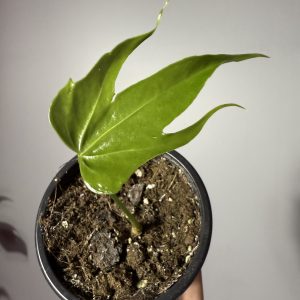 Anthurium Pedatoradiatum