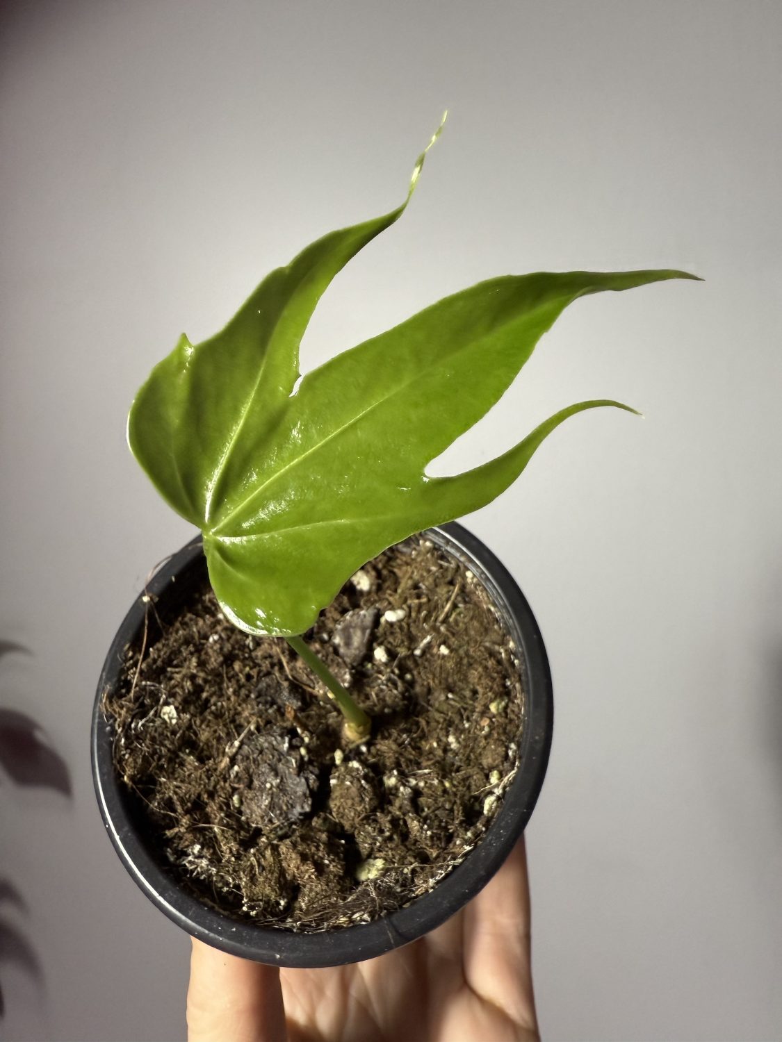 Anthurium Pedatoradiatum