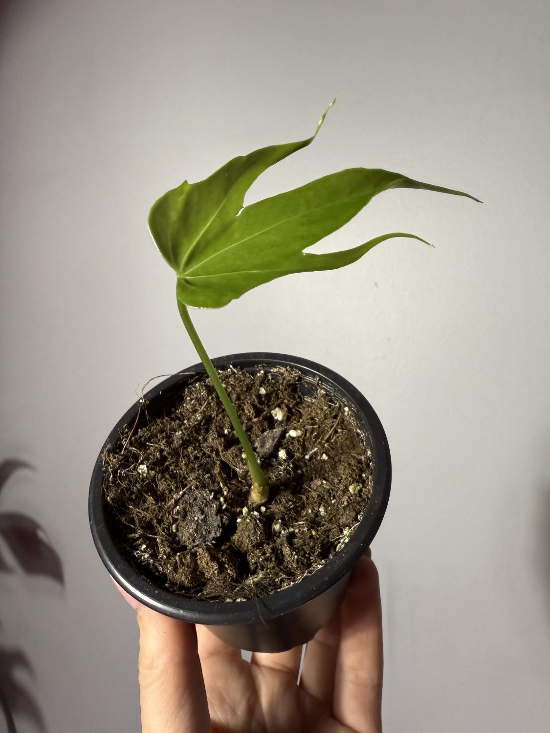 Anthurium Pedatoradiatum - Image 2