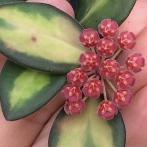Hoya Burtoniae variegata