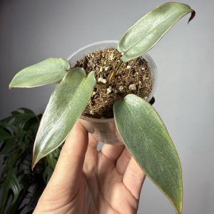 Philodendron Atabapoense