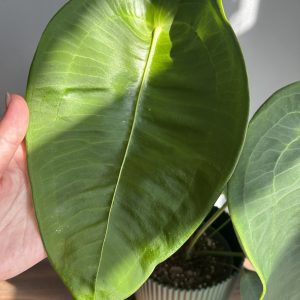 Anthurium Peltigerum, flowering size