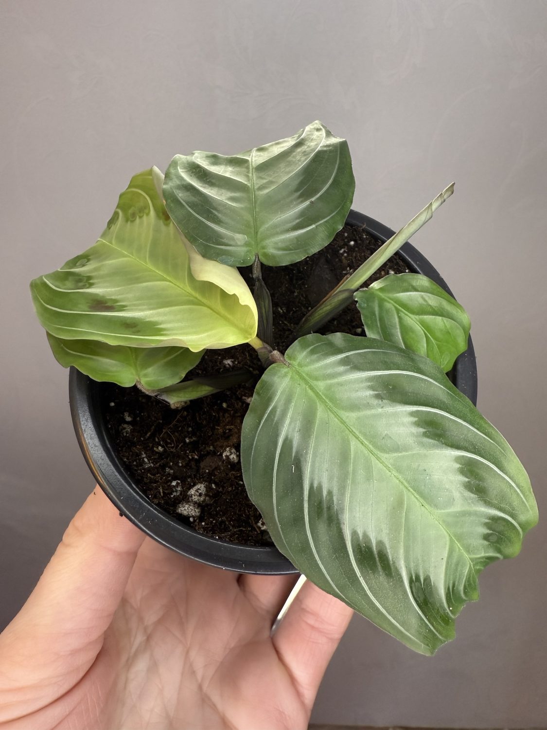 Maranta ‘Silver band’ - Image 2