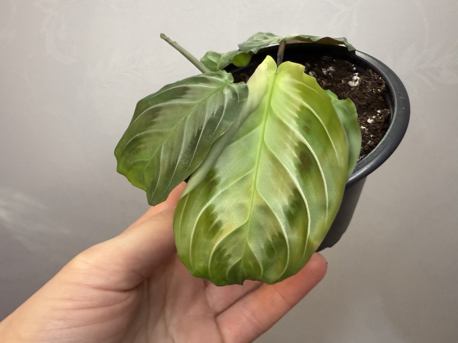 Maranta ‘Silver band’ - Image 4