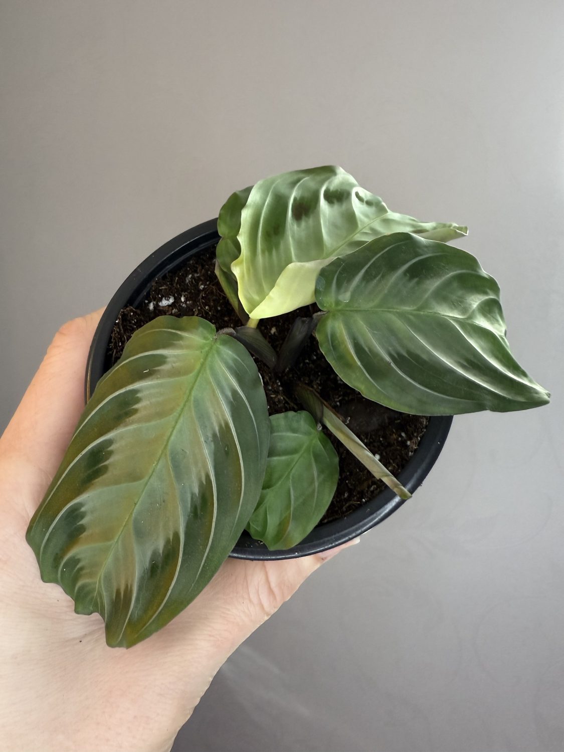 Maranta ‘Silver band’ - Image 3