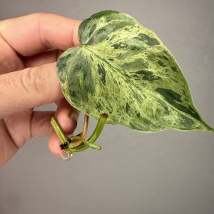 Philodendron hederaceum variegated, spraudenis