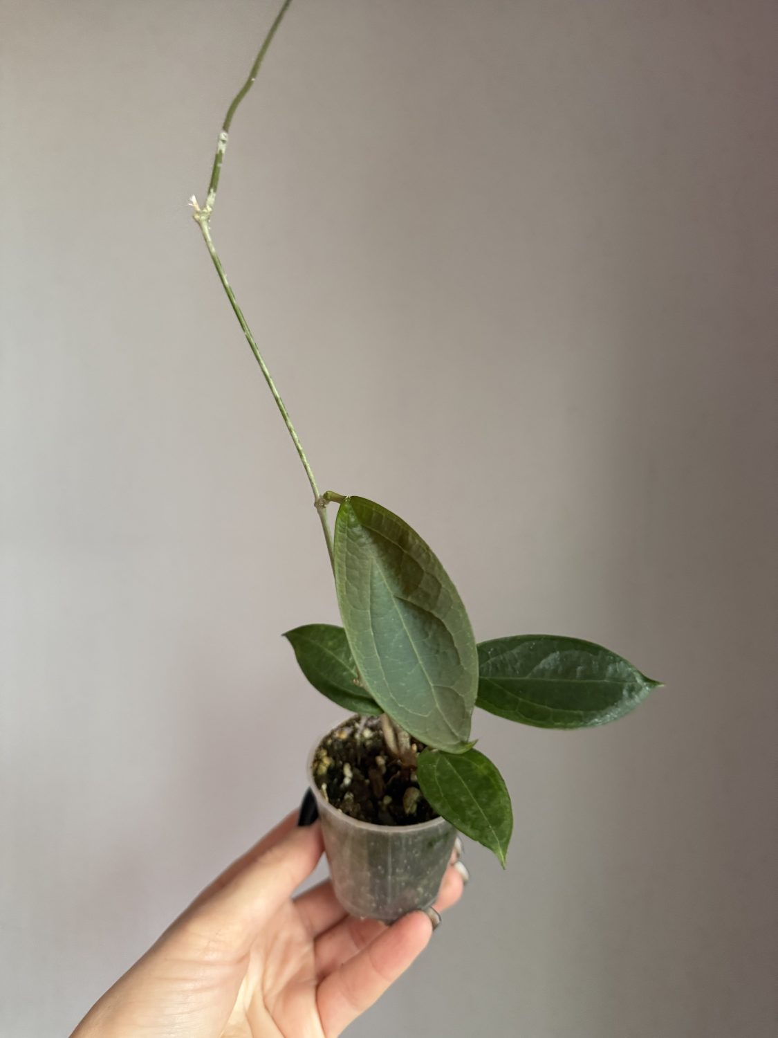 Hoya sp. UT-033 -