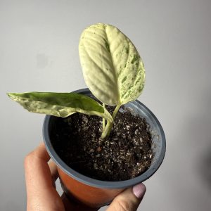 Epipremnum pinnatum ‘Marble’ variegated