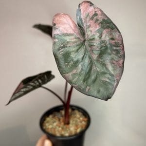 Alocasia Serendipity variegated