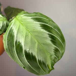 Maranta ‘Silver band’