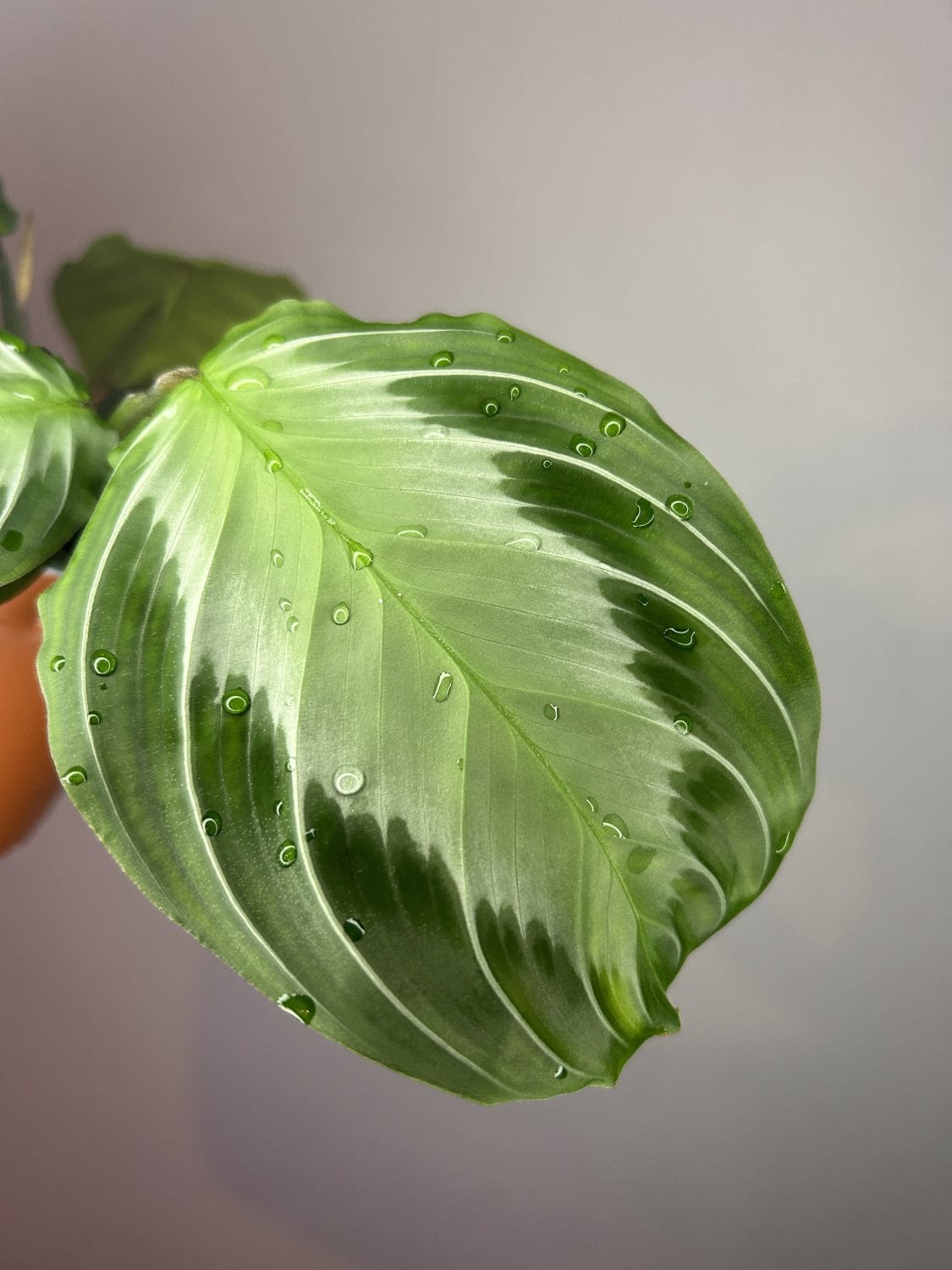 Maranta ‘Silver band’