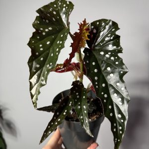 Begonia Maculata ‘Black forest’