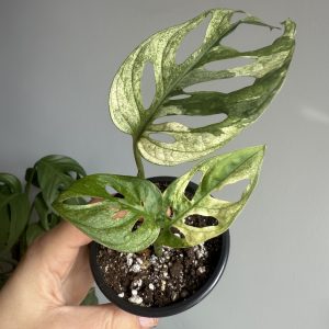 Monstera adansonii variegata ‘archipelago’ aka swedish ghost