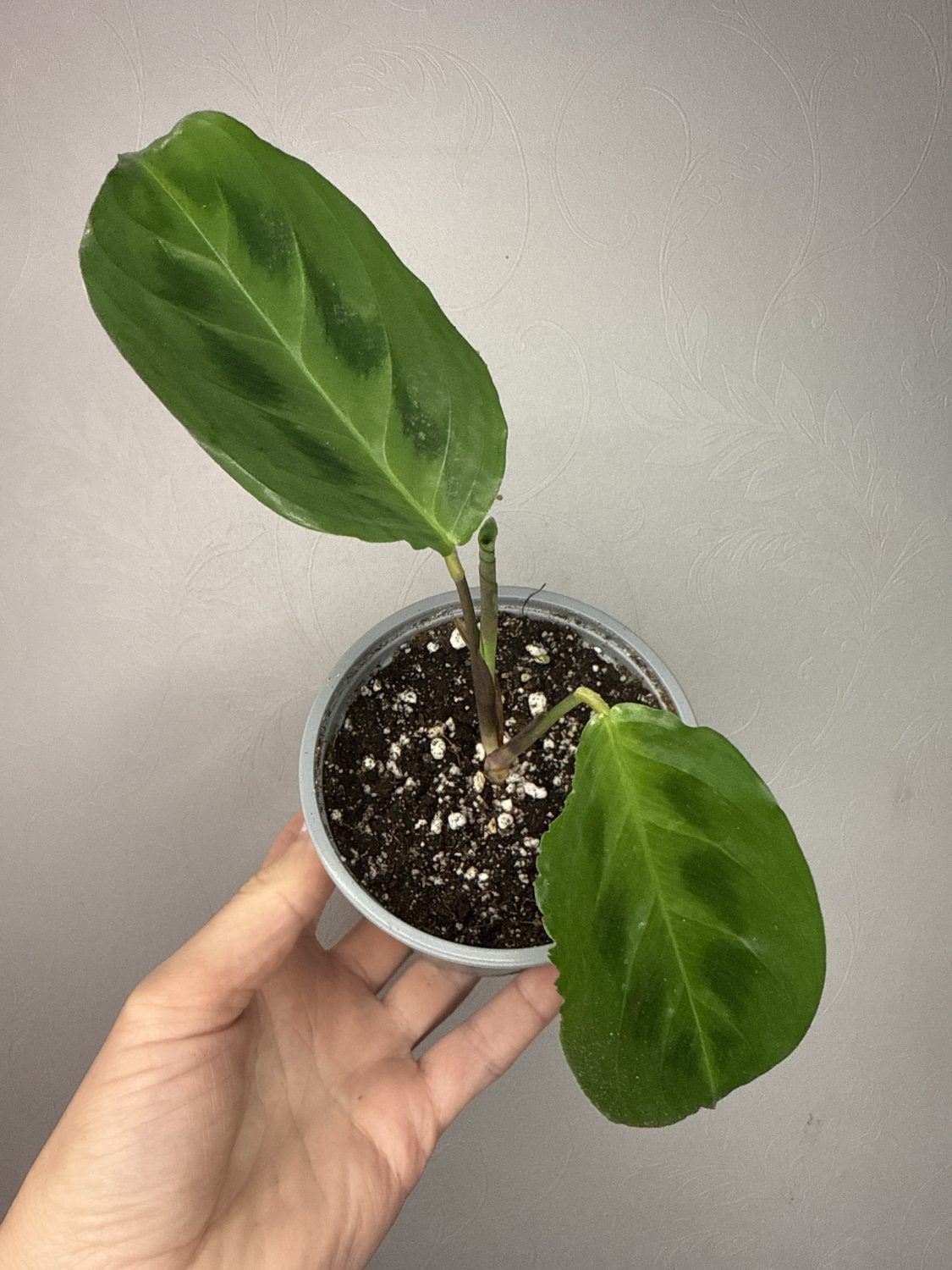 Maranta Cristata 'Obscure' - Image 2