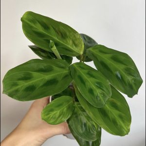Maranta Cristata 'Obscure'