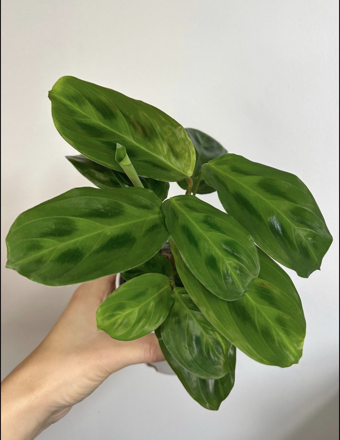 Maranta Cristata 'Obscure'