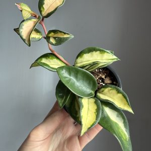 Hoya Carnosa variegated ‘tricolor’ aka ‘Krimson princess’