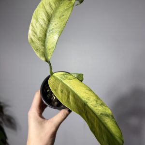 Epipremnum giganteum variegated