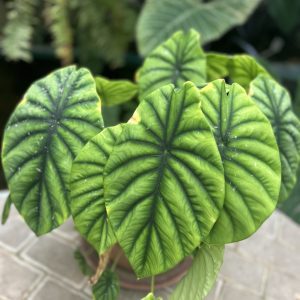Alocasia Clypeolata ‘Green shield’