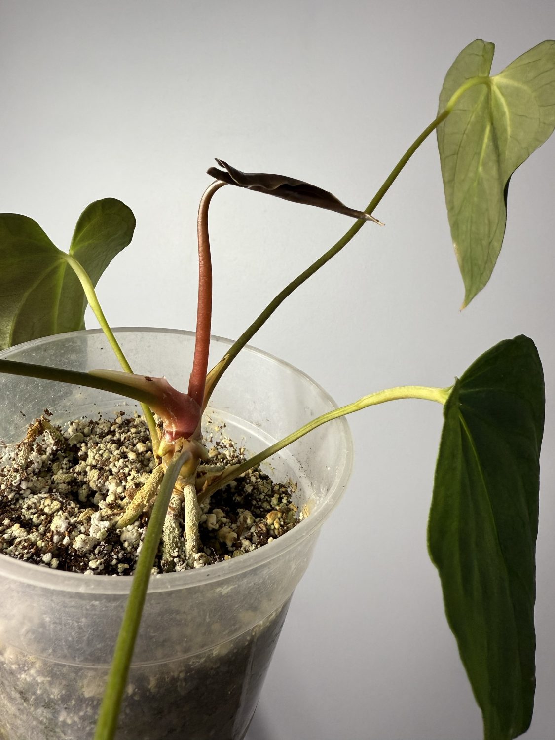 Anthurium RLFS x - Image 2
