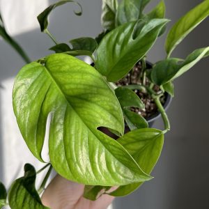 Epipremnum pinnatum ‘Marble’ reverted