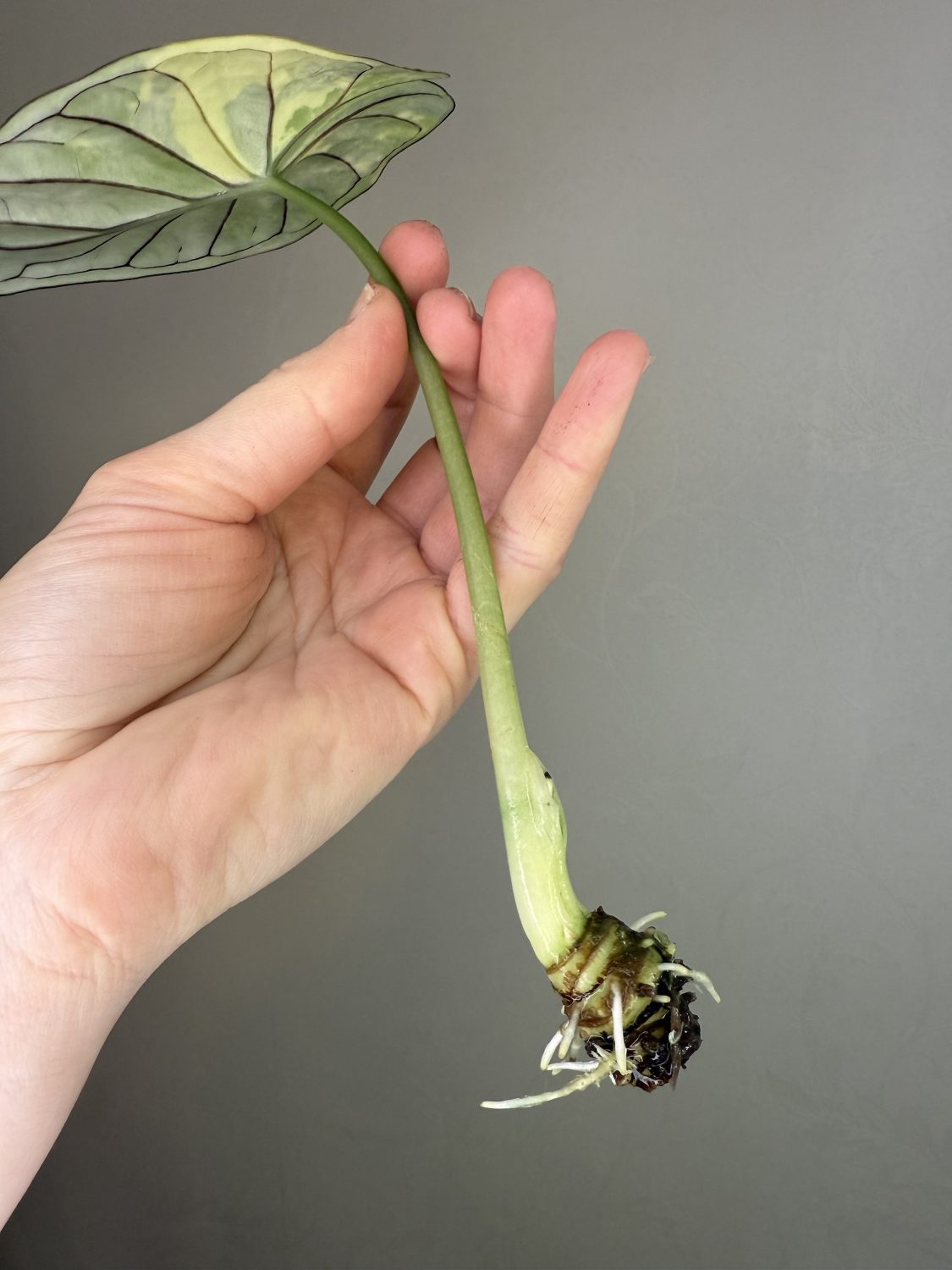 Alocasia 'Dragon scale' albo variegata, spraudenis -