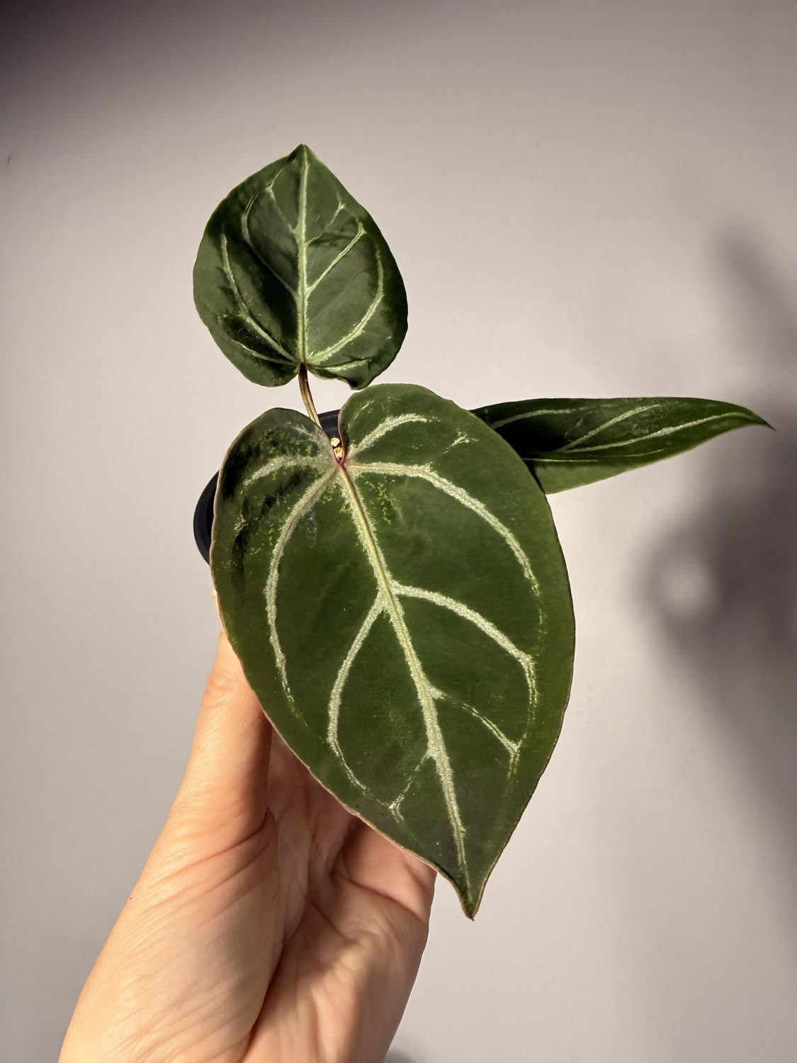 Anthurium Red Crystallinum (NSE) x Unknown -