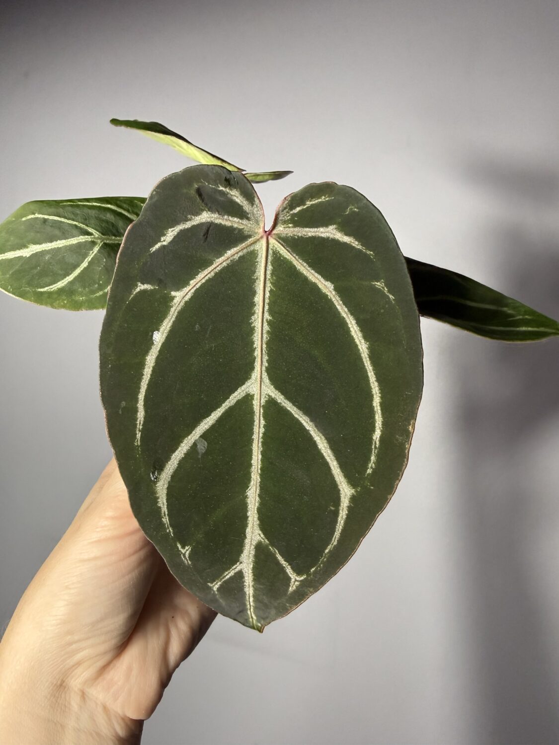 Anthurium Red Crystallinum (NSE) x Unknown -