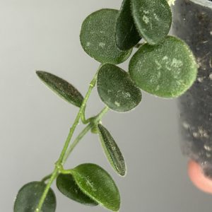 Hoya Serpens, spraudenis