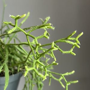Rhipsalis