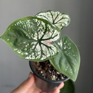 Caladium ‘Gingerland’