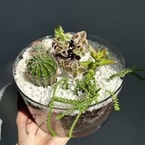 Sukulentu kompozīcija