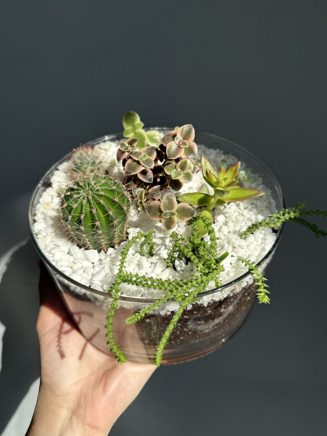 Sukulentu kompozīcija